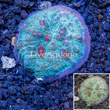 LiveAquaria® Cultured Ultra Chalice Coral