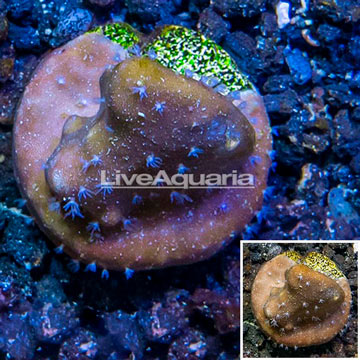 LiveAquaria® Cultured Blue Ridge Coral