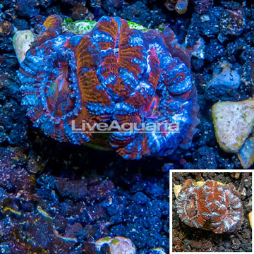 LiveAquaria® Cultured Acan Lord Coral