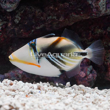 Humu Picasso Triggerfish 