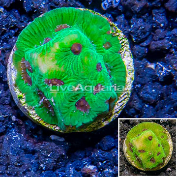 LiveAquaria® Cultured Favia Brain Coral