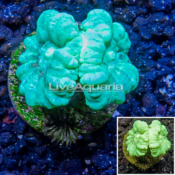 LiveAquaria® Cultured Caulastrea Coral