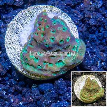 LiveAquaria® Cultured Pavona Coral