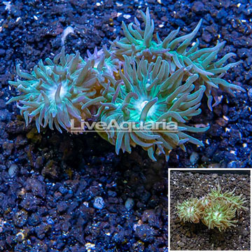 LiveAquaria® Cultured Ultra Duncan Coral