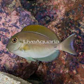 Epaulette Surgeonfish