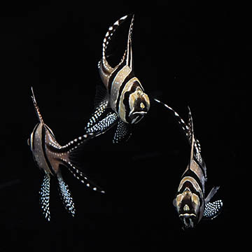 Kaudern's Cardinalfish, 1.5 Trio