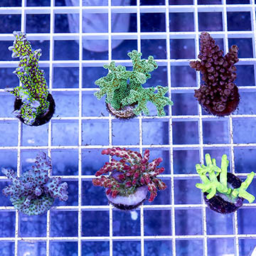 USA Cultured Ultra Assorted SPS Coral 6 Pack