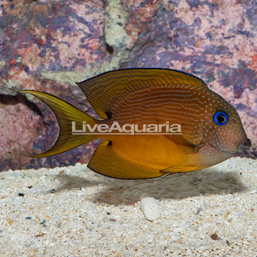 Two Spot Bristletooth Tang