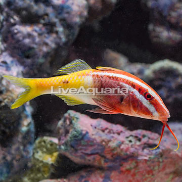 Bicolor Goatfish