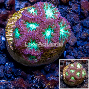 LiveAquaria® Cultured Blastomussa Coral