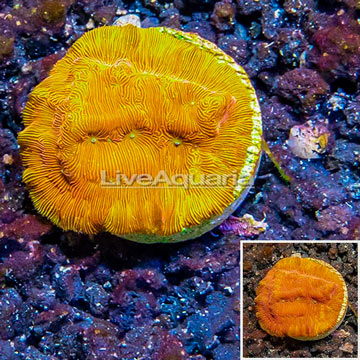 LiveAquaria® Cultured Leptoseris Coral