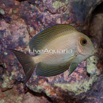 Epaulette Surgeonfish