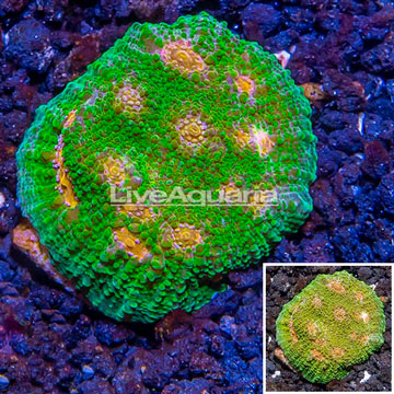 LiveAquaria® Cultured Ultra Chalice Coral