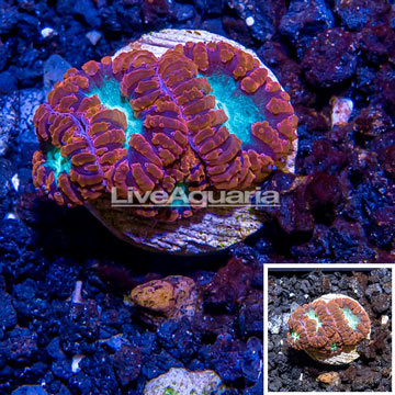 LiveAquaria® Cultured Blastomussa Coral