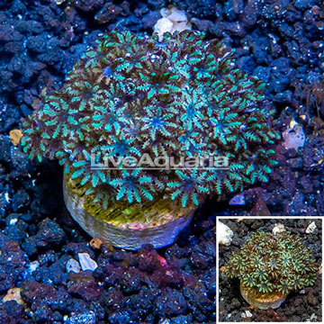 LiveAquaria® Cultured Sympodium Polyps