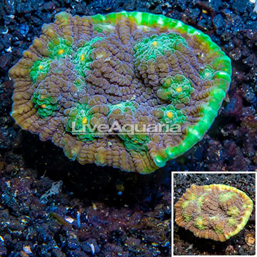 LiveAquaria® Cultured Ultra Chalice Coral