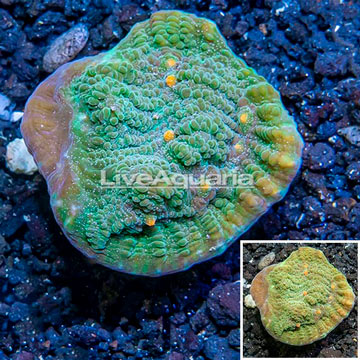 LiveAquaria® Cultured Ultra Chalice Coral