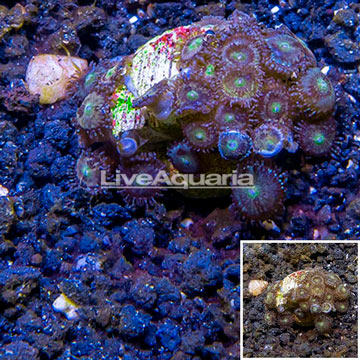 LiveAquaria® Cultured Zoanthus Coral