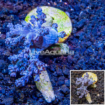 LiveAquaria® Cultured Pineapple Tree Coral