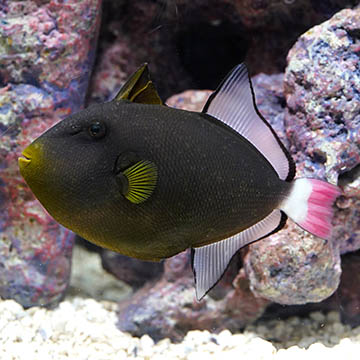 Pinktail Triggerfish, 5