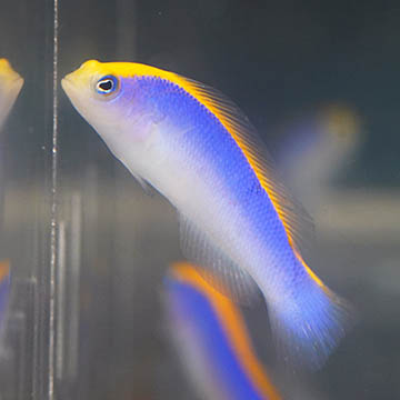Red Sea Sunrise Dottyback, 2