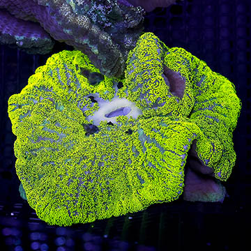Haddon's Carpet Anemone, Green