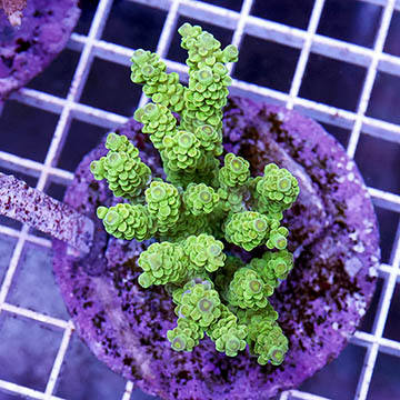 Acropora Coral Indonesia