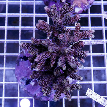 Acropora Coral Indonesia