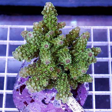 Acropora Coral Indonesia