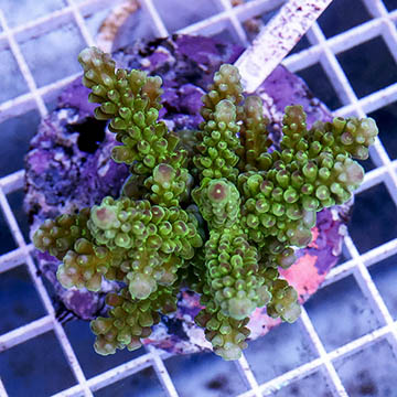 Acropora Coral Indonesia
