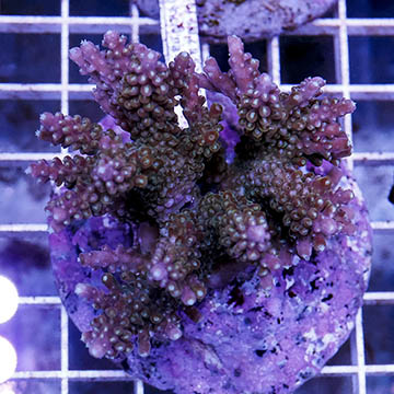 Acropora Coral Indonesia