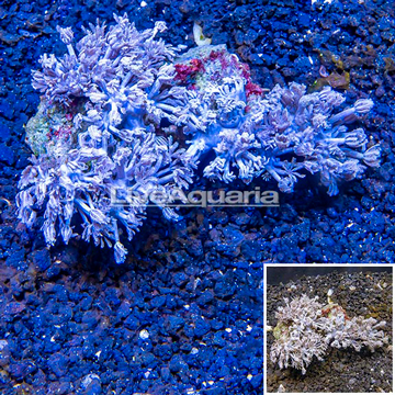 Xenia Coral Indonesia