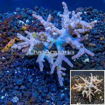 Sinularia Leather Coral Vietnam