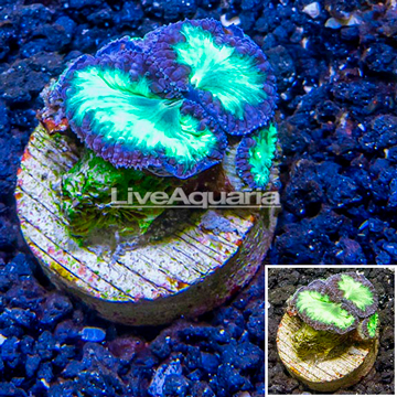 LiveAquaria® Cultured Blastomussa Coral