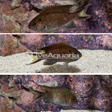 Regal Damselfish, Trio