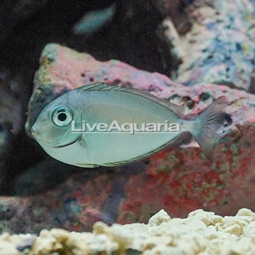 Spotted Unicorn Tang 