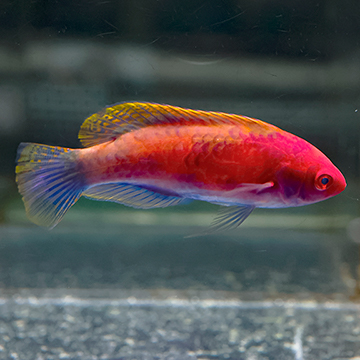 Ruby Head Fairy Wrasse Terminal Phase Male, 3