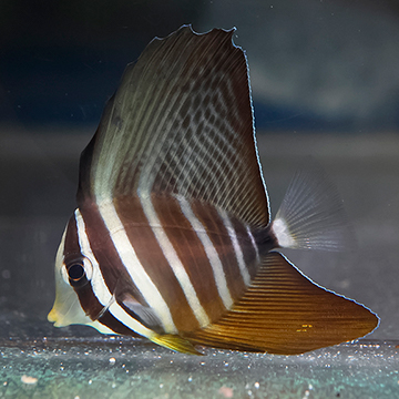 Sailfin Tang, 2 Blemish