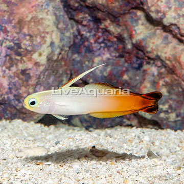 Firefish Goby