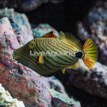 Undulated Triggerfish