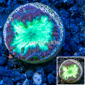 LiveAquaria® Cultured Blastomussa Coral