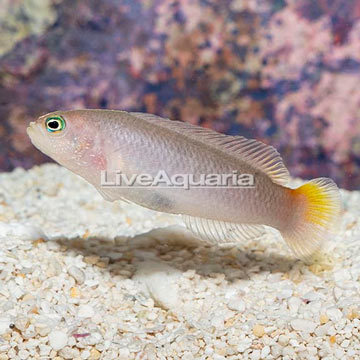 Yellow Breasted Dottyback