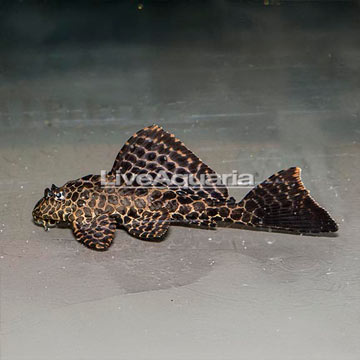 Sailfin Plecostomus