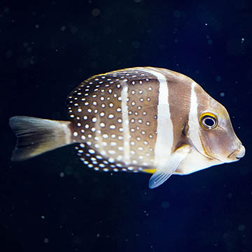 Mustard Guttatus Tang, 3