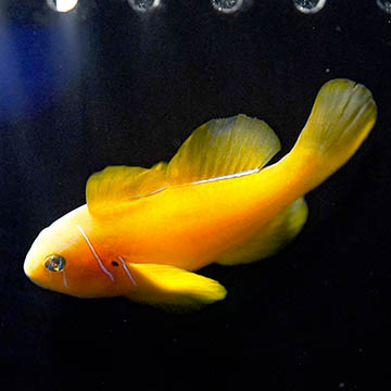 Citrinis Clown Goby, 2.25