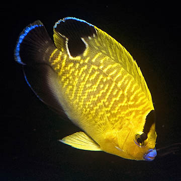 Goldflake Angelfish, 2.75