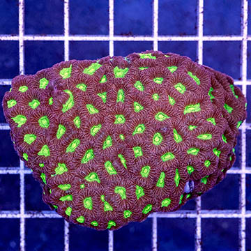 Favites Brain Coral