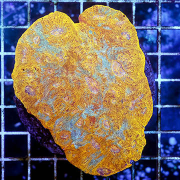 Chalice Coral Indonesia