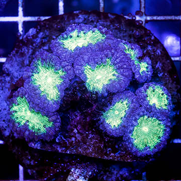 Blastomussa Coral Indonesia