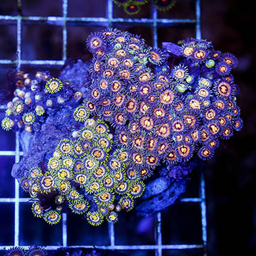 Zoanthus Coral Combo Rock